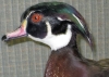 Duck Head Detail