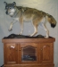 Life-Size Wolf with Habitat Pedestal