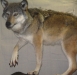 Life-Size Wolf Detail