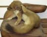 Weasel with Hand Pedestal